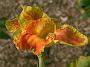 Canna Yellow Humbert2